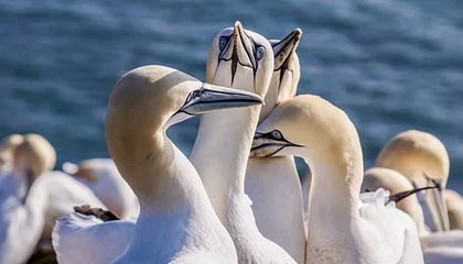 开云体育中国-荷兰险胜莱比锡红牛，托雷斯高光表现