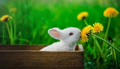 开云体育app-尤文逆转法国，特尔施特根绝境反击：足球奇迹背后的传奇瞬间